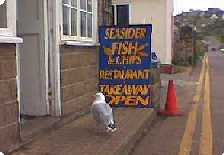 Seagull waiting to be fed