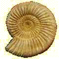 Ammonite Fossil