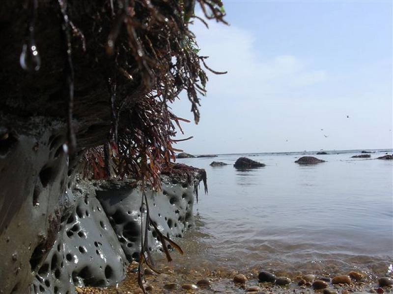 Rock ledge at Eype - low Spring tide (Jon Harvey)