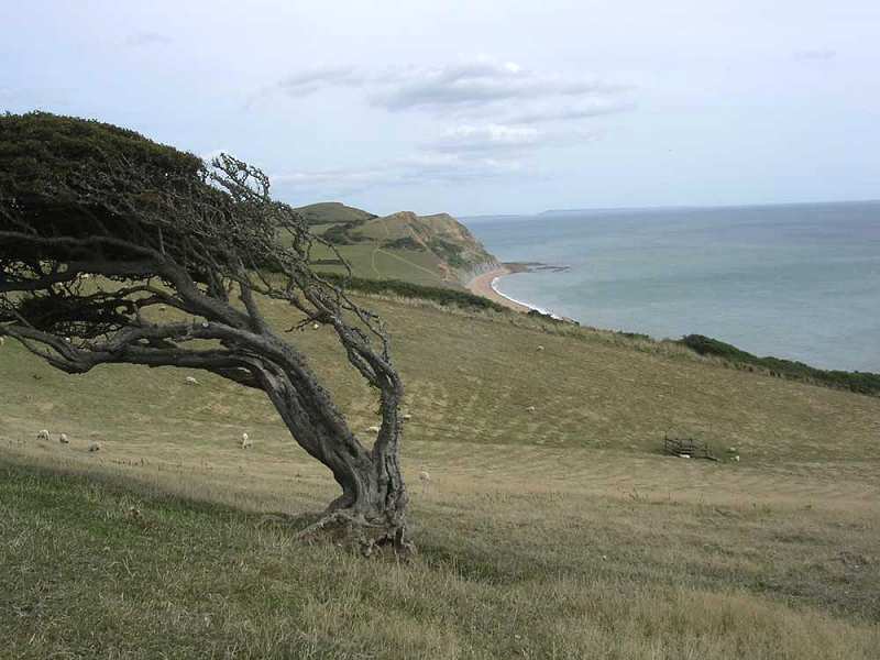 Windswept Thorncombe Beacon (Jon Harvey)