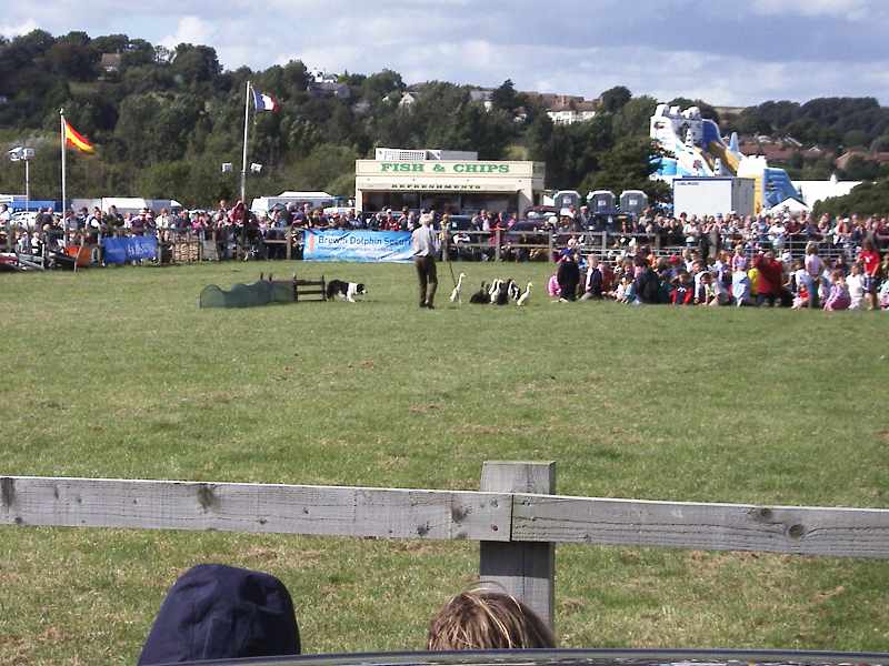 Geese entering the arena