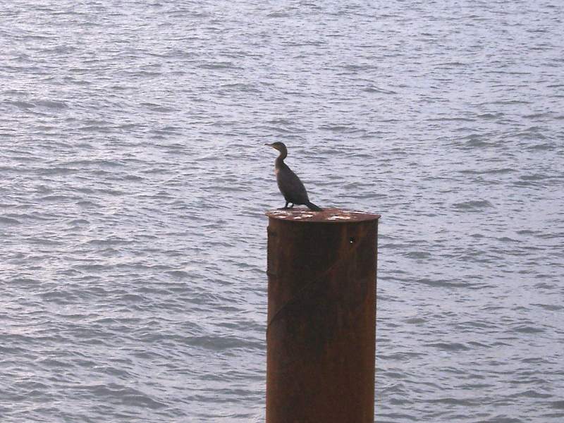 West Bay, a Cormorant waits patiently for lunch