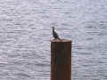 A Cormorant waits patiently for lunch