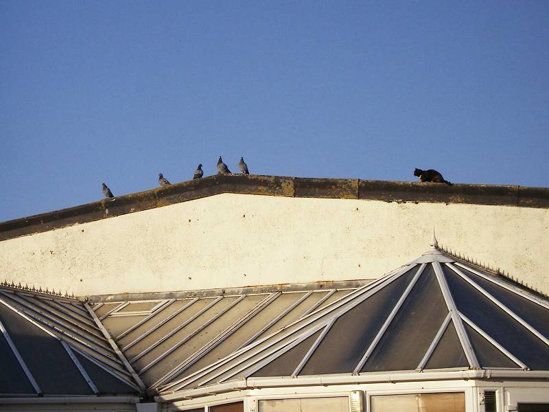 West Bay, a cat stalks its lunch on the Holiday Park roof