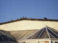 A cat stalks its lunch on the Holiday Park roof