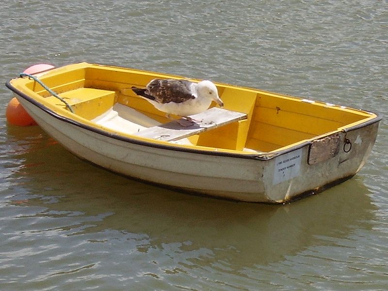 West Bay, Seagull in Boat